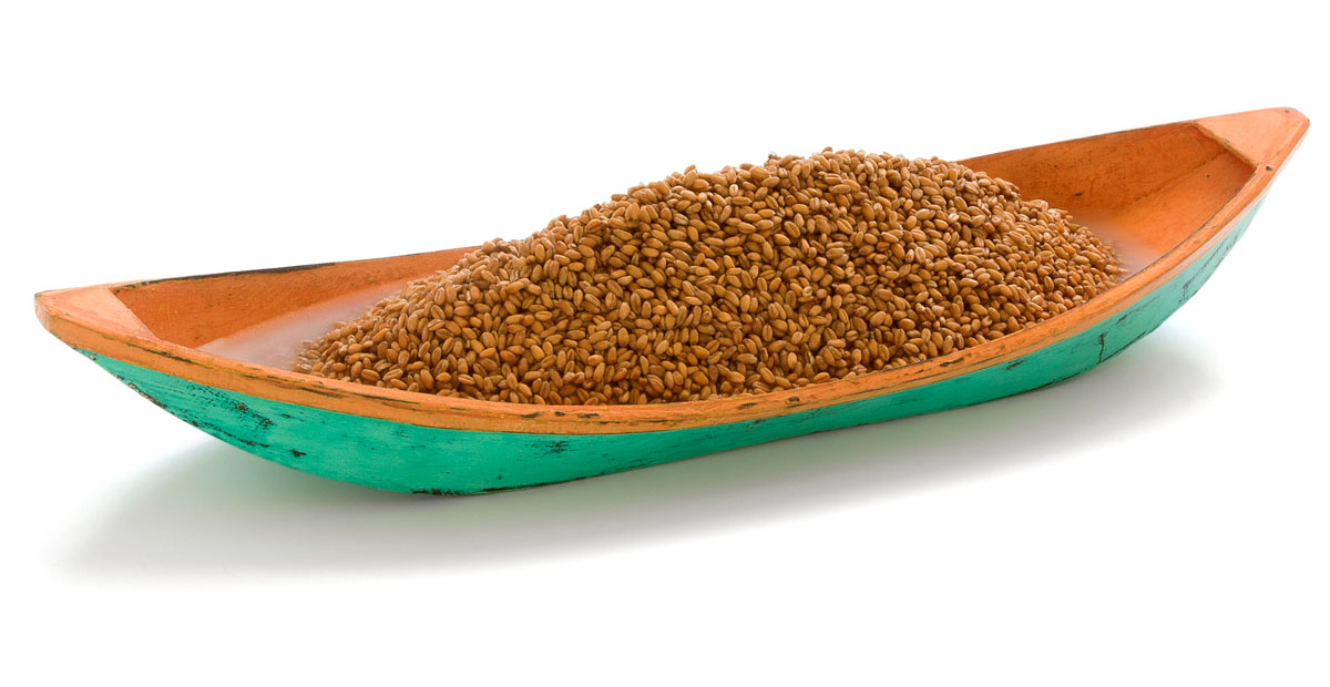 janos szurcsik agricola semper laborat 2019